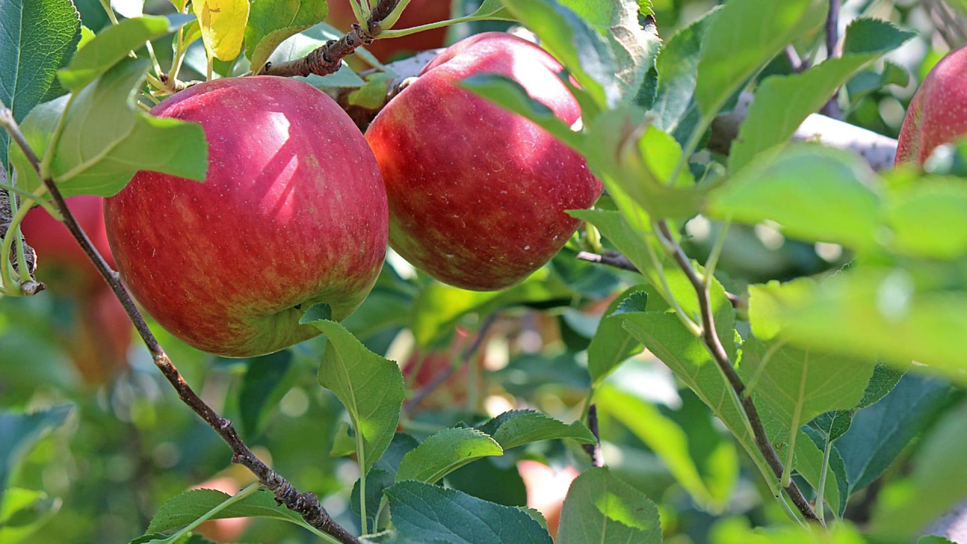 3 occasions pour offrir une bouteille de Calvados